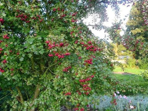 Le Sous-Bois B&B Moyenneville  Luaran gambar